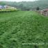 Green Turf on a Wet Day at the Iroquois